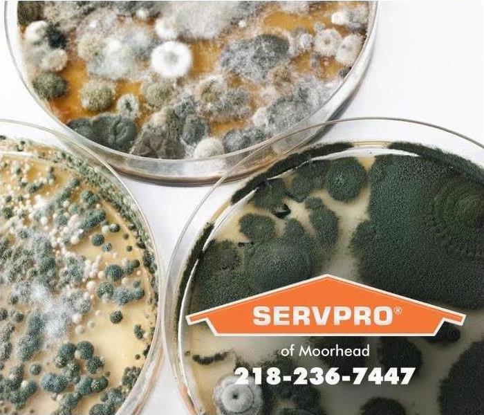 mold spores in petri dishes